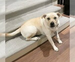 Small Photo #2 Mutt Puppy For Sale in Houston, TX, USA