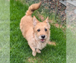 Small Cairn Terrier Mix