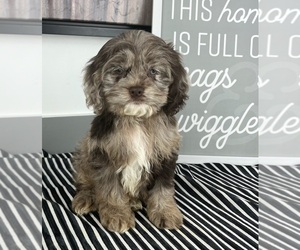 Cavapoo Puppy for sale in GREENWOOD, IN, USA