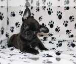 Small Photo #3 French Bulldog Puppy For Sale in SAN FRANCISCO, CA, USA