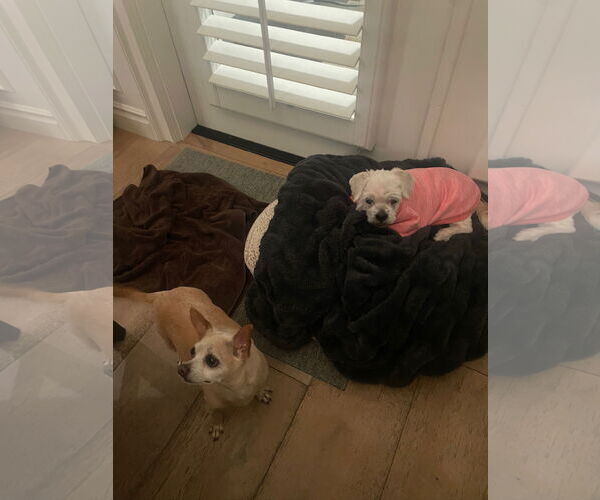 Medium Photo #3 Maltese-Unknown Mix Puppy For Sale in Newport Beach, CA, USA