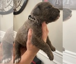 Small Photo #2 Cane Corso Puppy For Sale in BAKERSFIELD, CA, USA