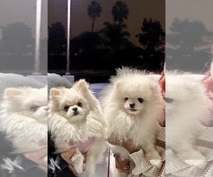 Father of the Pomeranian puppies born on 09/12/2023