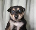 Small Photo #3 Mutt Puppy For Sale in Pacifica, CA, USA