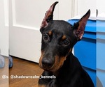 Puppy Red collar Doberman Pinscher