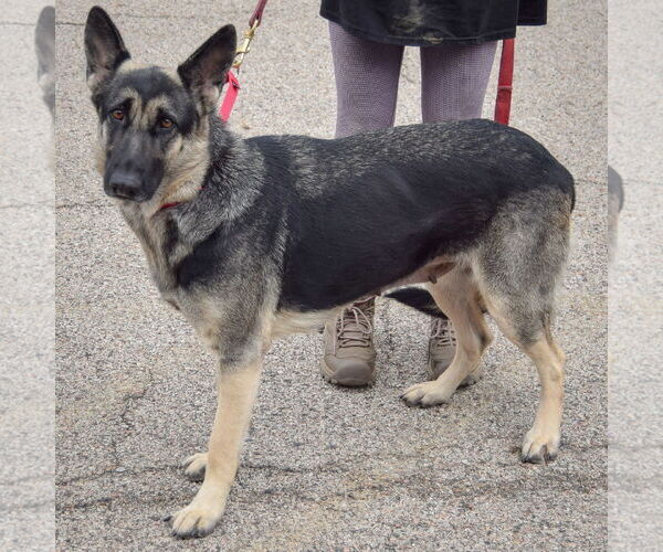 Medium Photo #2 German Shepherd Dog Puppy For Sale in Huntley, IL, USA