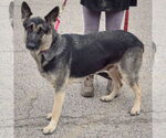 Small #1 German Shepherd Dog