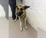 NIKKI - Female German Shepherd Dog Dog for Adoption - Small photo
