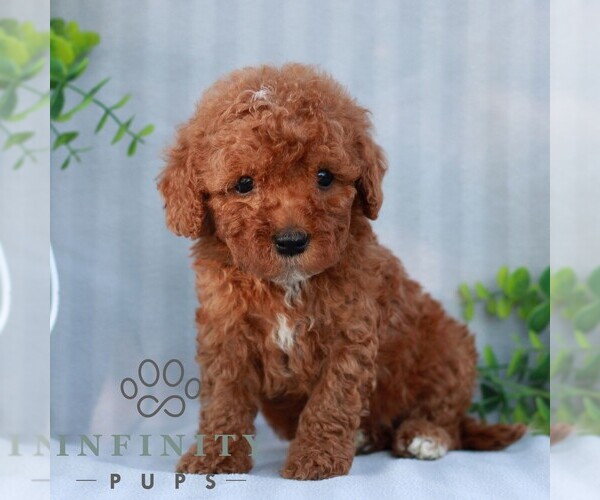 Medium Photo #1 Goldendoodle (Miniature) Puppy For Sale in EPHRATA, PA, USA