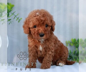 Goldendoodle (Miniature) Puppy for sale in EPHRATA, PA, USA