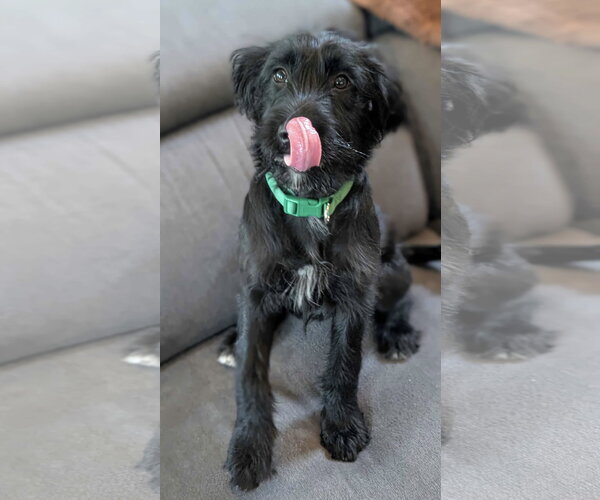 Medium Photo #10 Mutt Puppy For Sale in Fort Worth, TX, USA