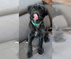 Jesse - Male Mutt Dog for Adoption - Photo #10