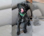 Small #9 Mutt