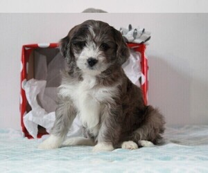 Aussiedoodle Miniature  Puppy for sale in APPLE CREEK, OH, USA