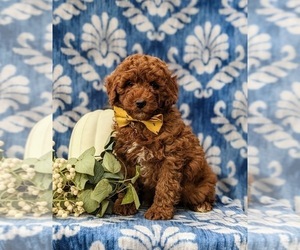 Goldendoodle (Miniature) Puppy for sale in COCHRANVILLE, PA, USA