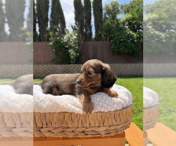 Medium Photo #4 Dachshund Puppy For Sale in NORTH HIGHLANDS, CA, USA