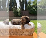 Small #3 Dachshund
