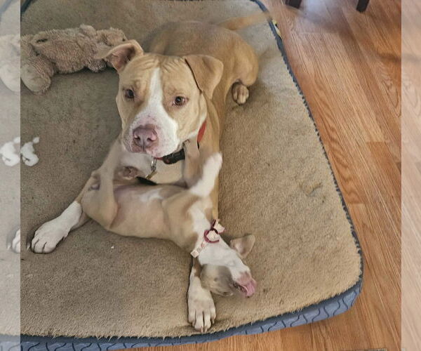 Medium Photo #4 Mutt Puppy For Sale in Sandy, UT, USA