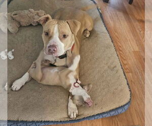 Duncan Doggie - Male Mutt Dog for Adoption - Photo #4