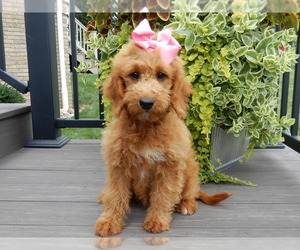 Goldendoodle (Miniature) Puppy for sale in MILLERSBURG, OH, USA