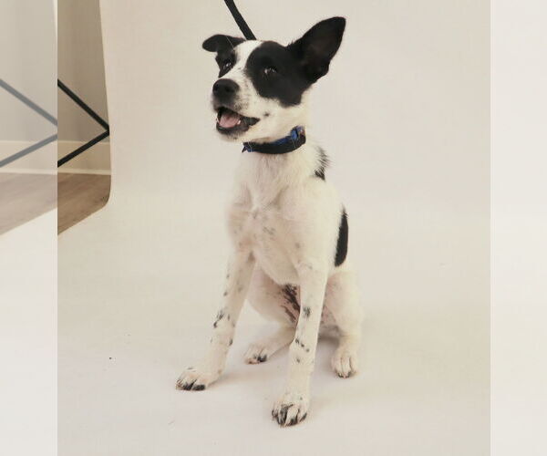 Medium Photo #1 American Staffordshire Terrier-Border Collie Mix Puppy For Sale in Princeton, MN, USA