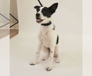 American Staffordshire Terrier-Border Collie Mix Dogs for adoption in Princeton, MN, USA