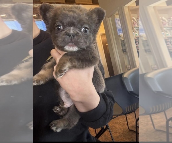 Medium Photo #3 French Bulldog Puppy For Sale in FAYETTEVILLE, NC, USA