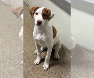 Mutt Dogs for adoption in Sanford, FL, USA