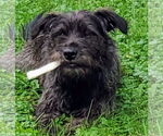 Small #1 Mutt