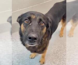 German Shepherd Dog Dogs for adoption in Houston, TX, USA