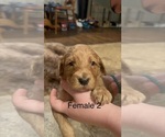 Small #3 Goldendoodle