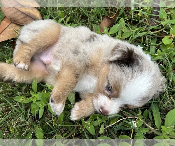 Medium Photo #5 Miniature Australian Shepherd Puppy For Sale in MONTICELLO, SC, USA