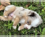 Small #4 Miniature Australian Shepherd