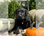 Small #4 Labrador Retriever