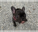 Small Photo #12 French Bulldog Puppy For Sale in MADISON, OH, USA