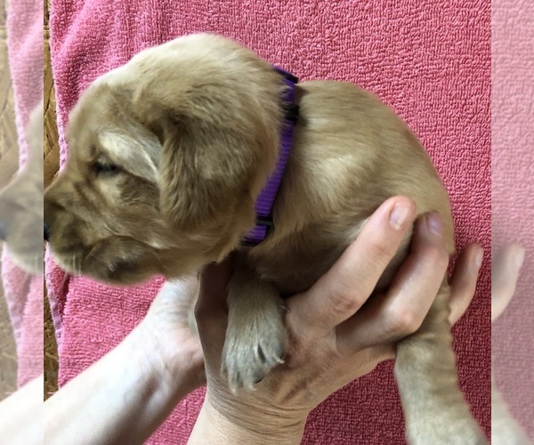 Medium Photo #2 Golden Retriever Puppy For Sale in MCCOMB, MS, USA