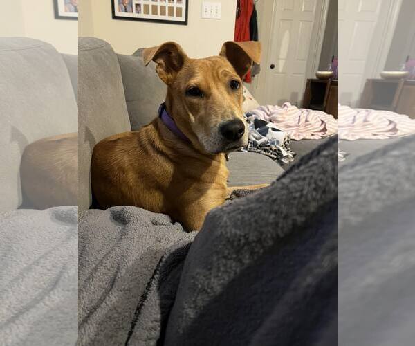 Medium Photo #2 Labrador Retriever-Unknown Mix Puppy For Sale in Holly Springs, NC, USA