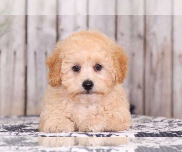 Medium Photo #2 Shih-Poo Puppy For Sale in MOUNT VERNON, OH, USA