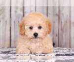 Small Photo #2 Shih-Poo Puppy For Sale in MOUNT VERNON, OH, USA