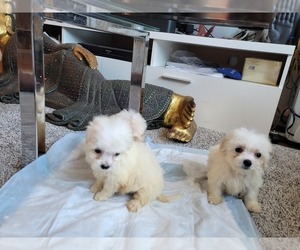 Bichpoo-Maltese Mix Puppy for sale in BROOKLYN, NY, USA