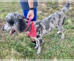 Small #1 Poodle (Standard)