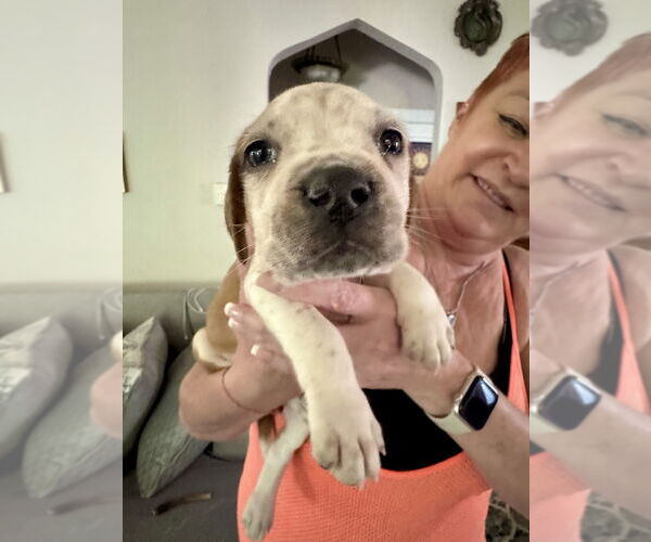 Medium Photo #6 American Staffordshire Terrier-Unknown Mix Puppy For Sale in Brewster, NY, USA