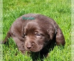 Small Photo #1 Labrador Retriever Puppy For Sale in DAVISON, MI, USA