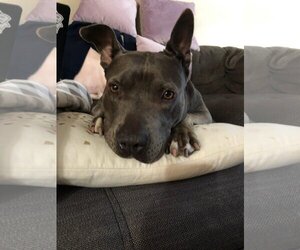Keisy - Female American Bulldog-American Staffordshire Terrier Mix Dog for Adoption - Photo #6