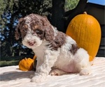 Small #4 Miniature Bernedoodle