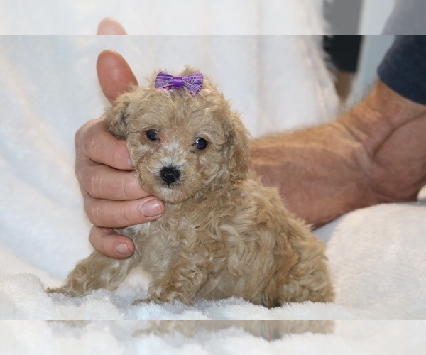 Medium Photo #8 Poodle (Toy) Puppy For Sale in DYERSBURG, TN, USA