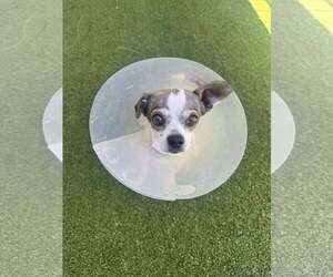Jack Chi Dogs for adoption in Tempe , AZ, USA