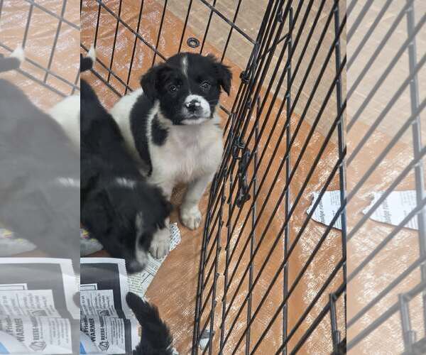 Medium Photo #2 Border Collie-Unknown Mix Puppy For Sale in SHERBURNE, NY, USA