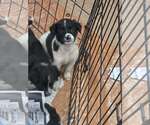 Small #1 Border Collie Mix