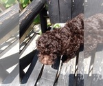 Small Photo #4 Poodle (Toy) Puppy For Sale in SAVANNAH, GA, USA
